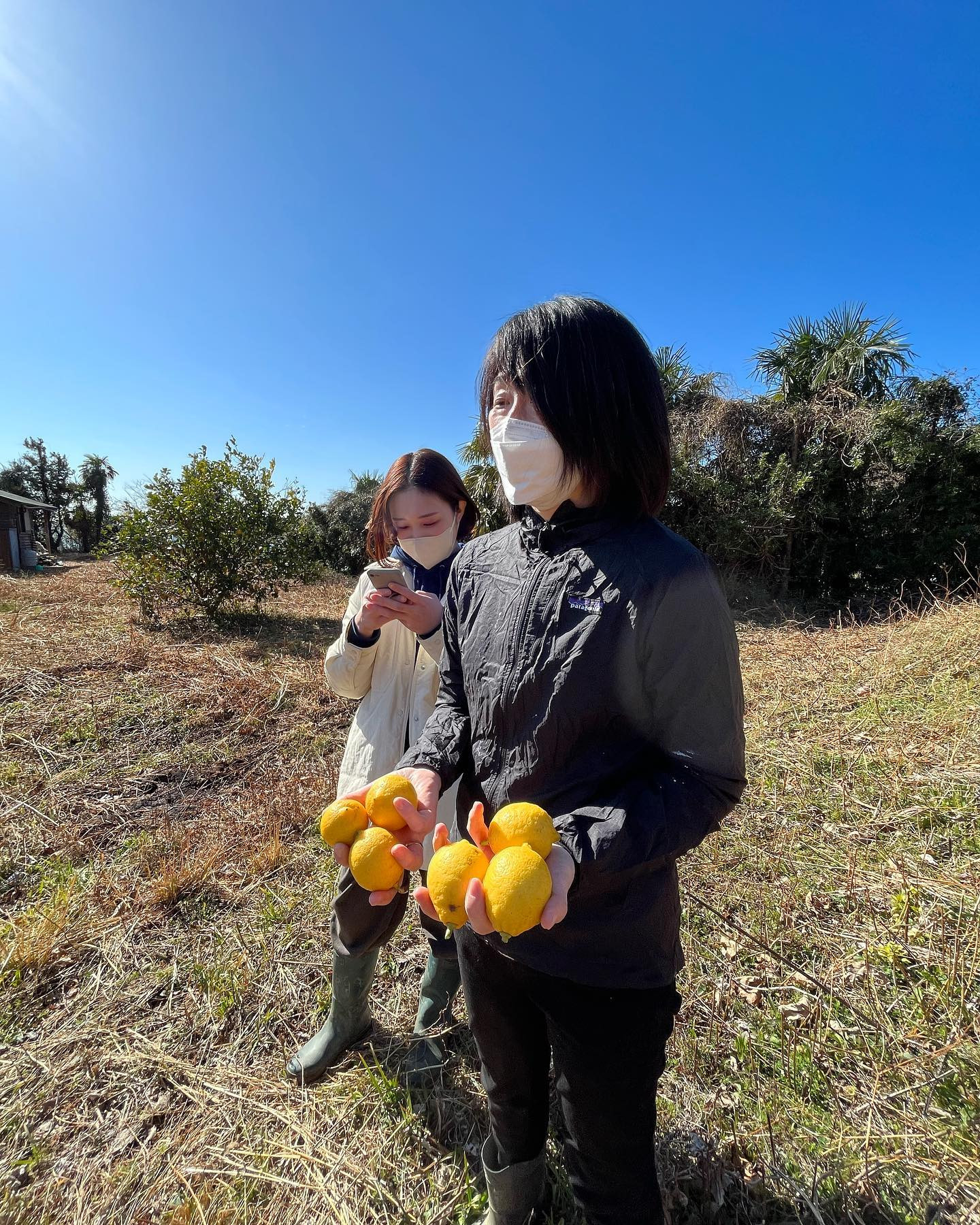 無農薬レモンの収穫