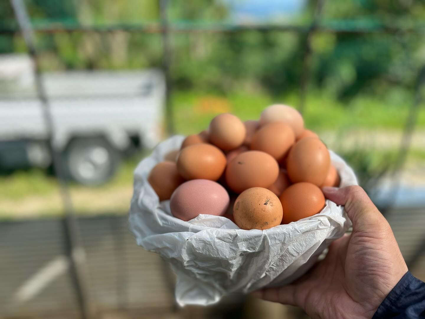 奥浜名湖農場の平飼い養鶏、今日は記録更新の46個。